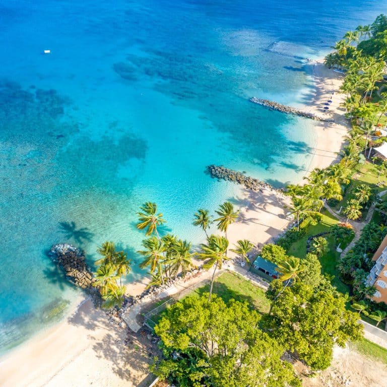 Aerial view of a beach in Barbados with lots of palm trees on the shore